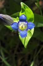 Gentiana calycosa