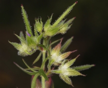 Geranium carolinianum