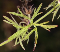 Geranium carolinianum