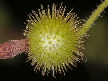 Ribes menziesii