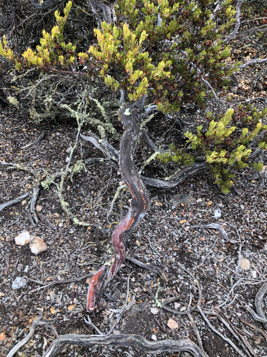 Arctostaphylos myrtifolia