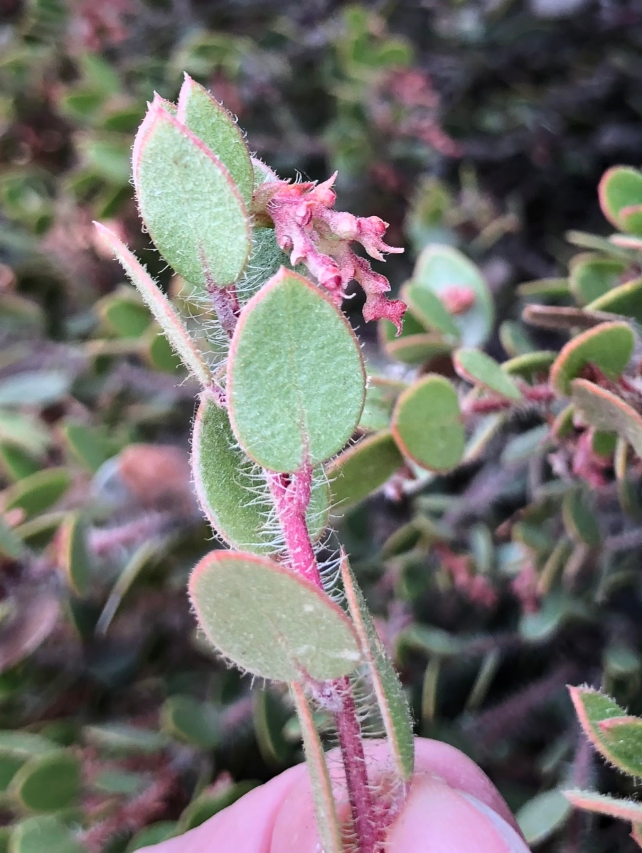 Arctostaphylos myrtifolia