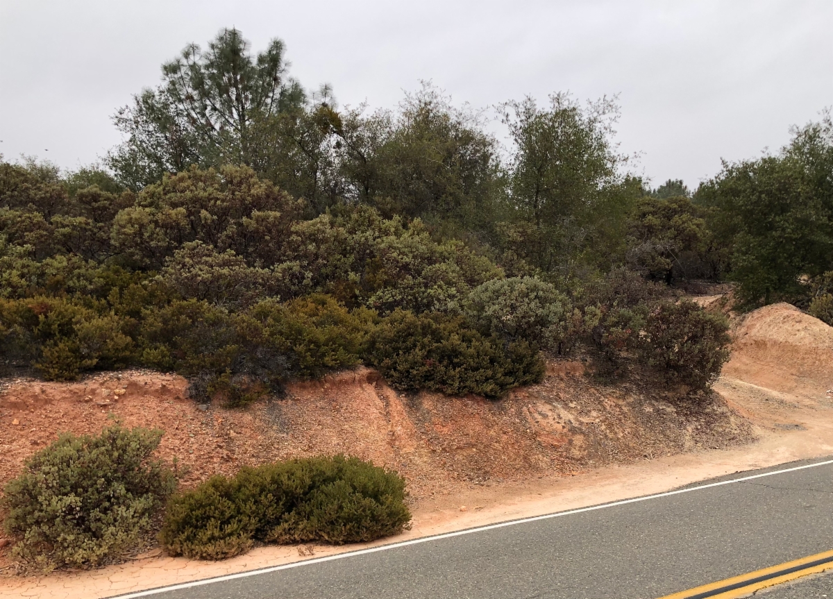 Arctostaphylos myrtifolia