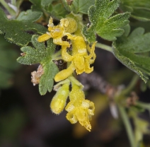 Ribes quercetorum