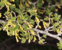 Ribes quercetorum
