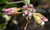 Ribes viscosissimum