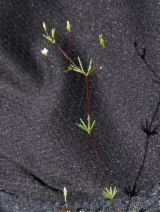 Linanthus harknessii
