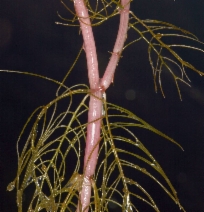 Myriophyllum spicatum ssp. exalbescens