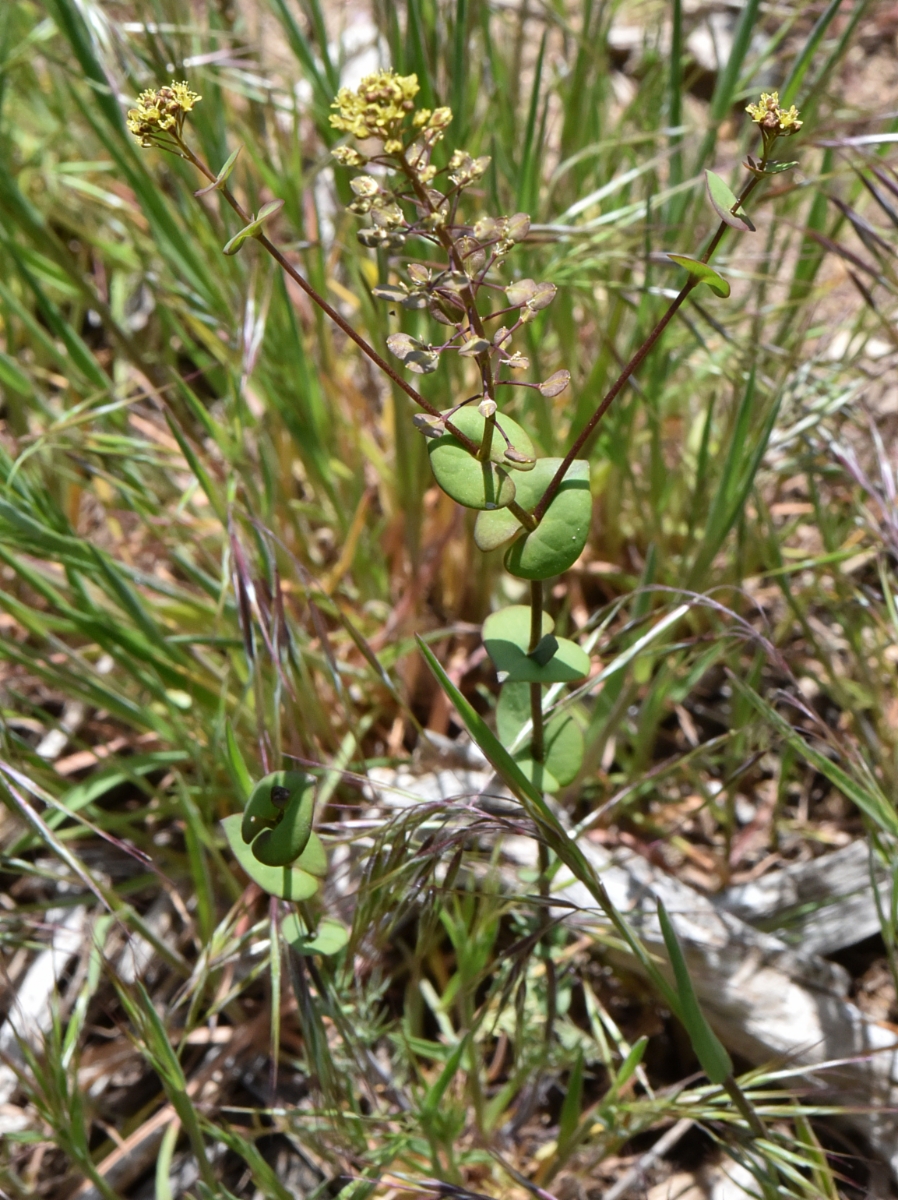 Lepidium perfoliatum