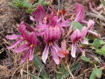 Aphyllon californicum ssp. californicum