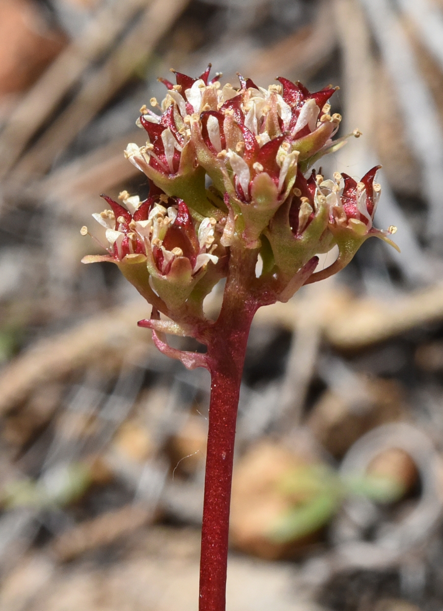 Micranthes aprica