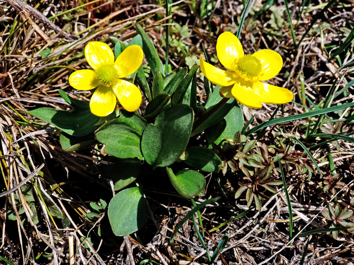 Ranunculus glaberrimus