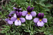 Viola beckwithii