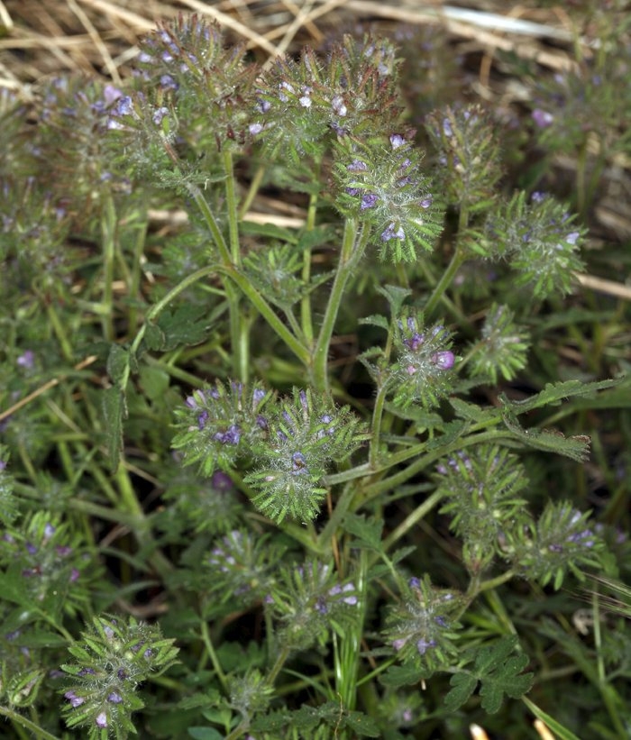 Phacelia cryptantha