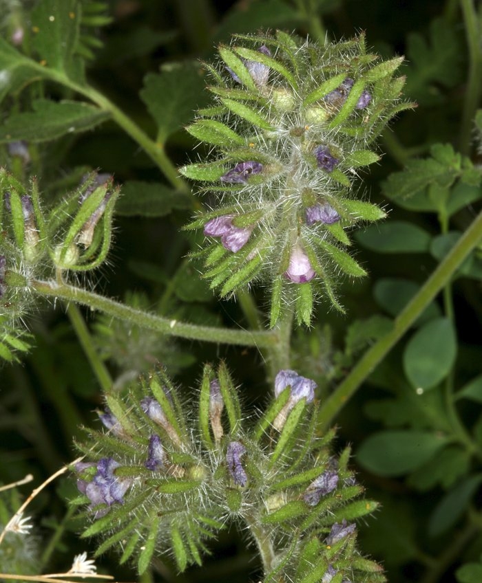 Phacelia cryptantha