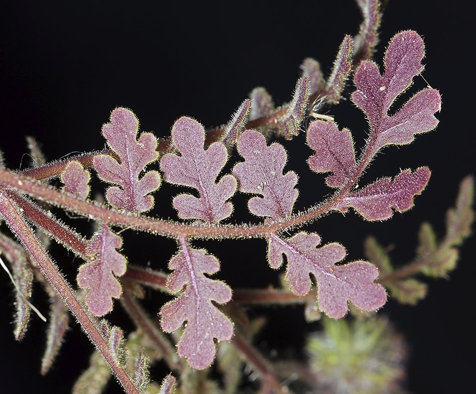 Phacelia cryptantha