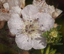 Phacelia cicutaria ssp. hispida