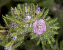 Phacelia cryptantha