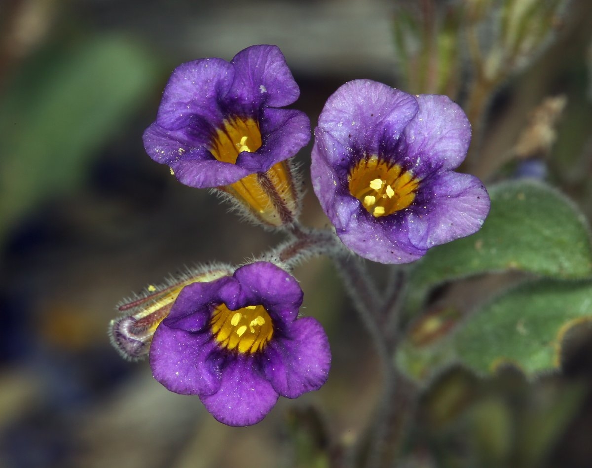 Phacelia gymnoclada