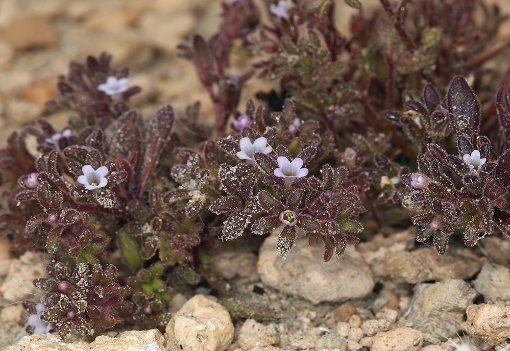 Phacelia saxicola