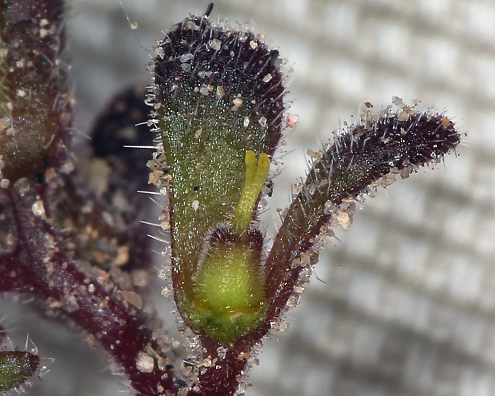 Phacelia saxicola