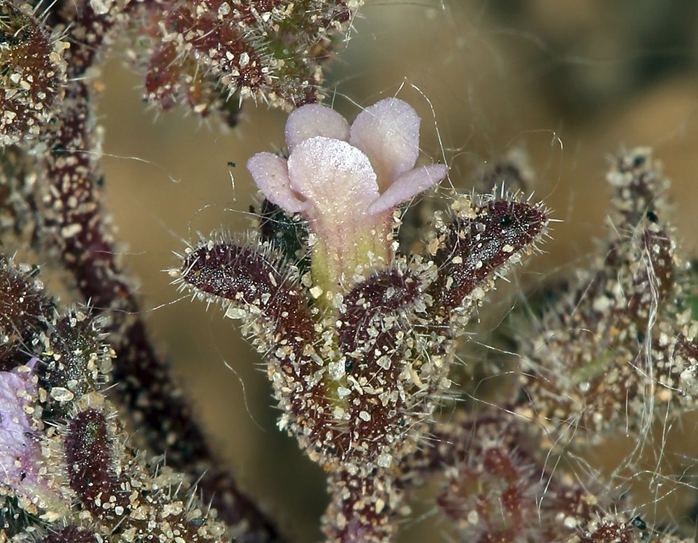 Phacelia saxicola