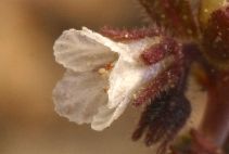 Phacelia racemosa