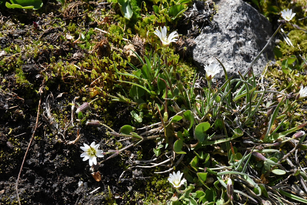 Cerastium beeringianum