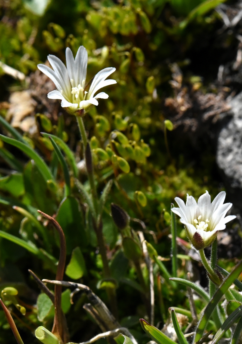 Cerastium beeringianum