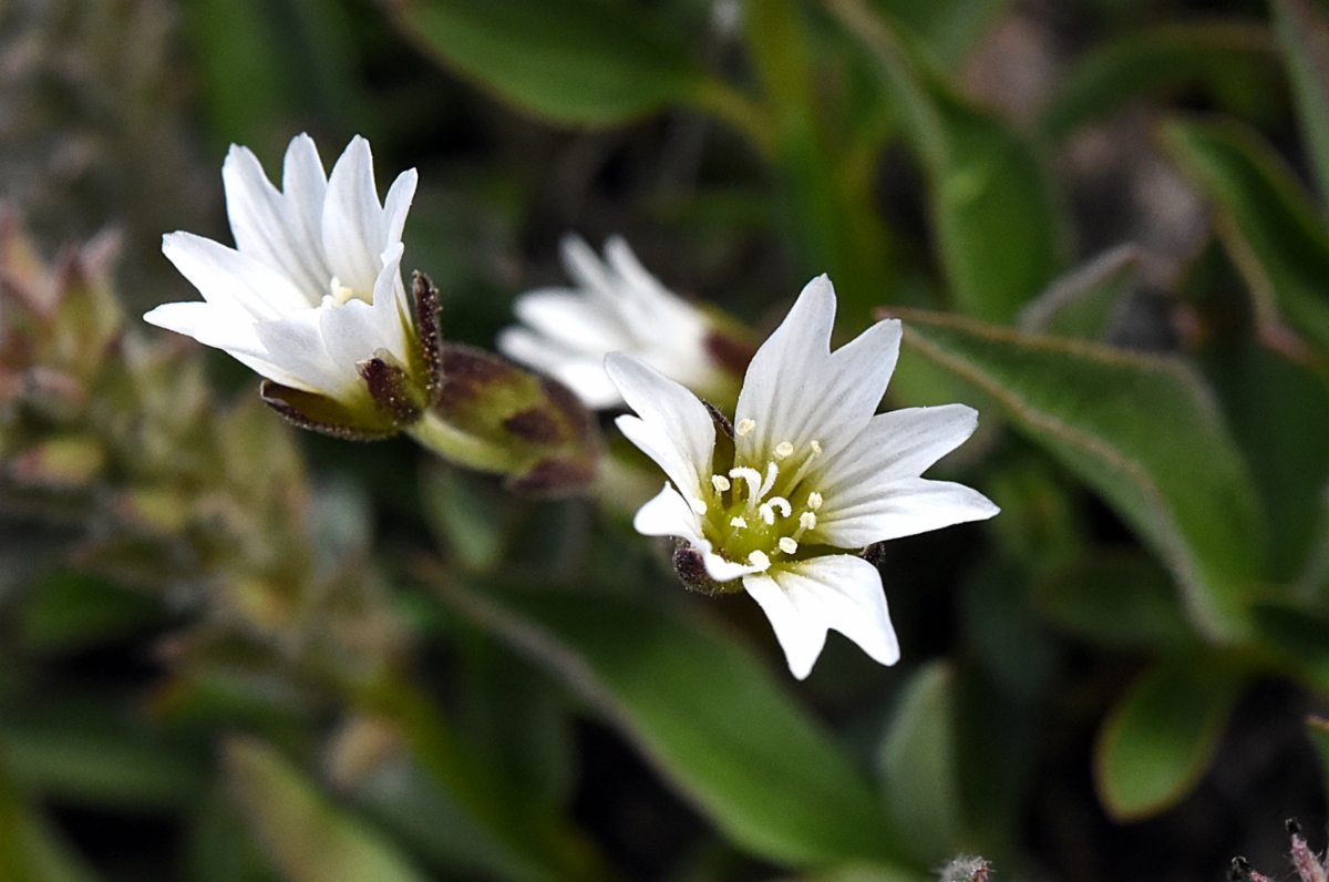 Cerastium beeringianum