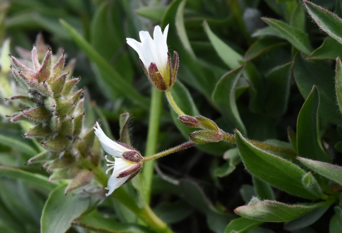 Cerastium beeringianum