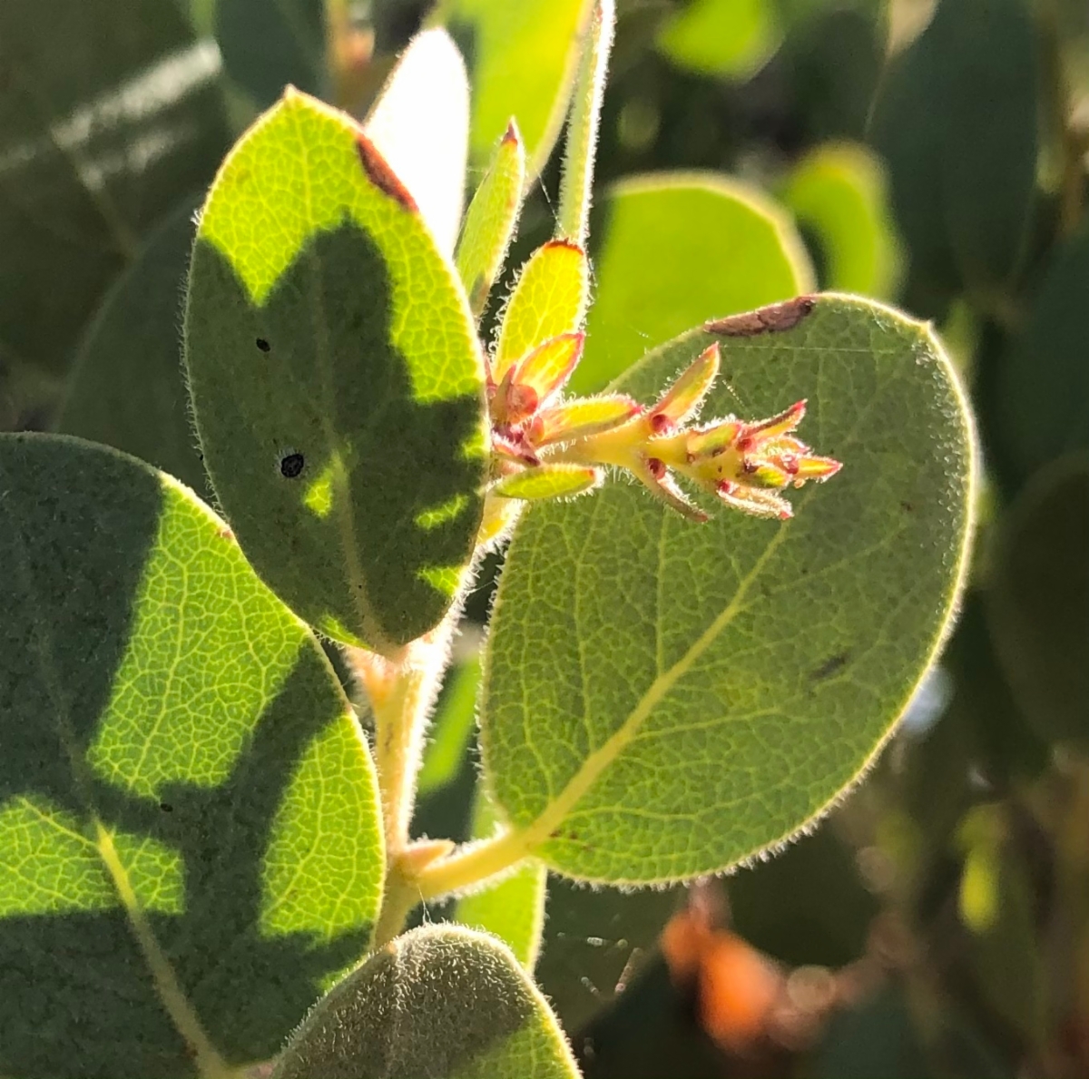 Arctostaphylos nissenana