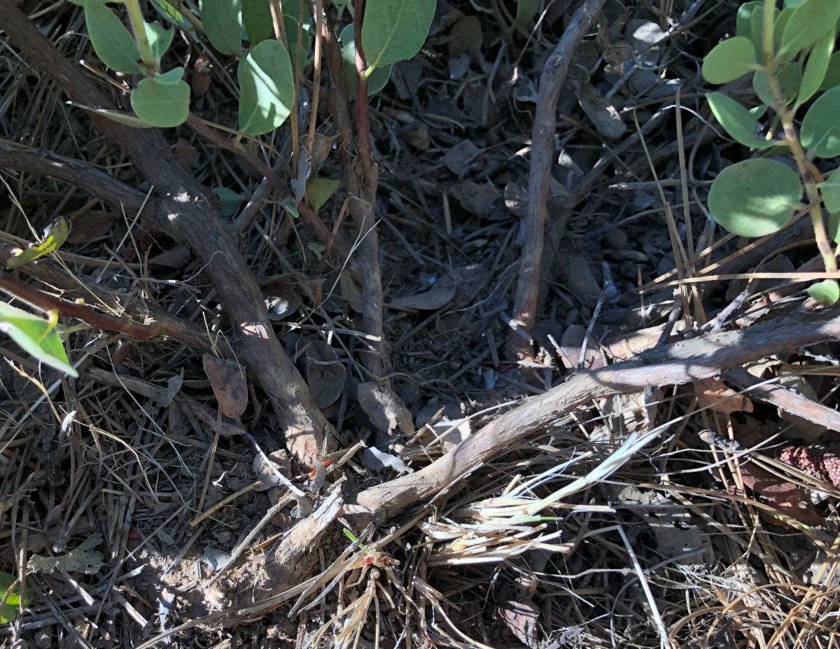 Arctostaphylos nissenana