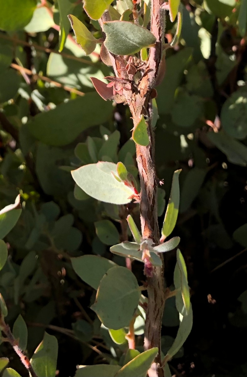 Arctostaphylos nissenana