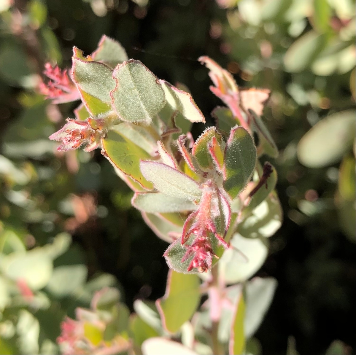 Arctostaphylos nissenana