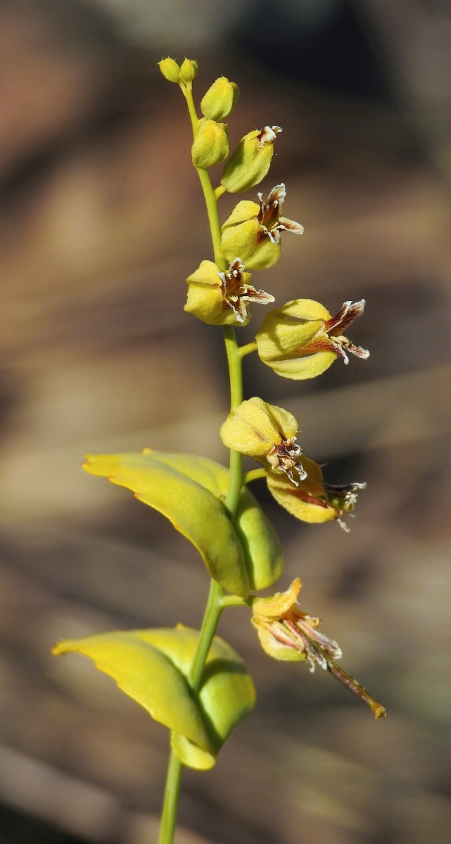 Streptanthus anomalus