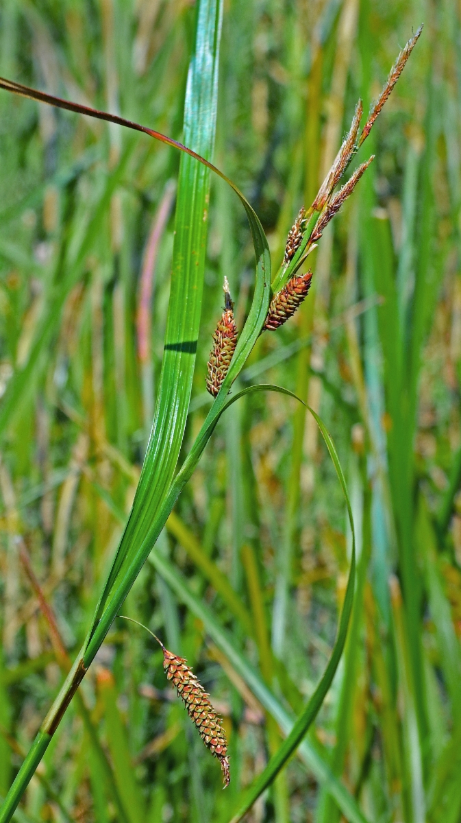 Carex lyngbyei