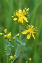 Hypericum scouleri