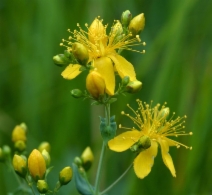 Hypericum scouleri