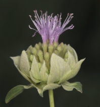 Monardella odoratissima ssp. palida