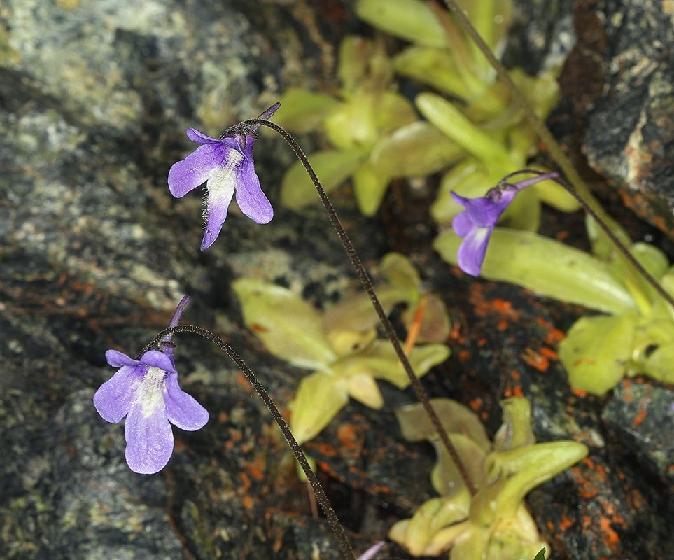 Pinguicula macroceras