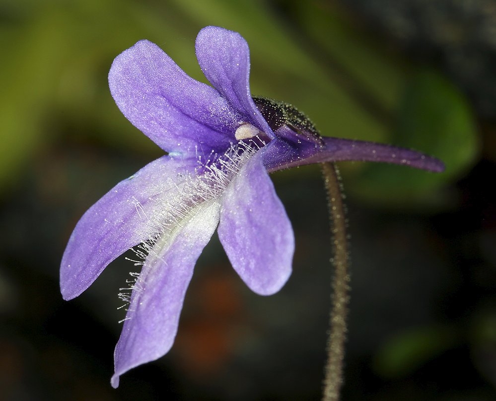 Pinguicula macroceras