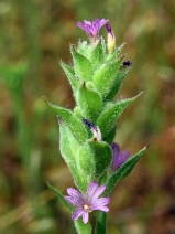 Epilobium densiflorum