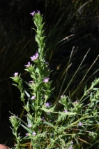 Boisduvalia densiflora