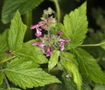 Stachys ajugoides var. rigida