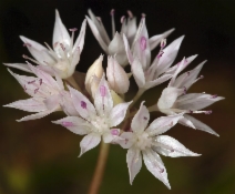 Allium amplectens