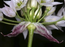 Allium bisceptrum var. bisceptrum