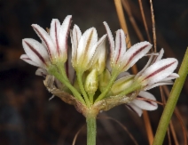 Allium lacunosum ssp. lacunosum