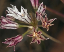 Allium lacunosum ssp. lacunosum