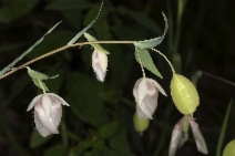 Calochortus albus